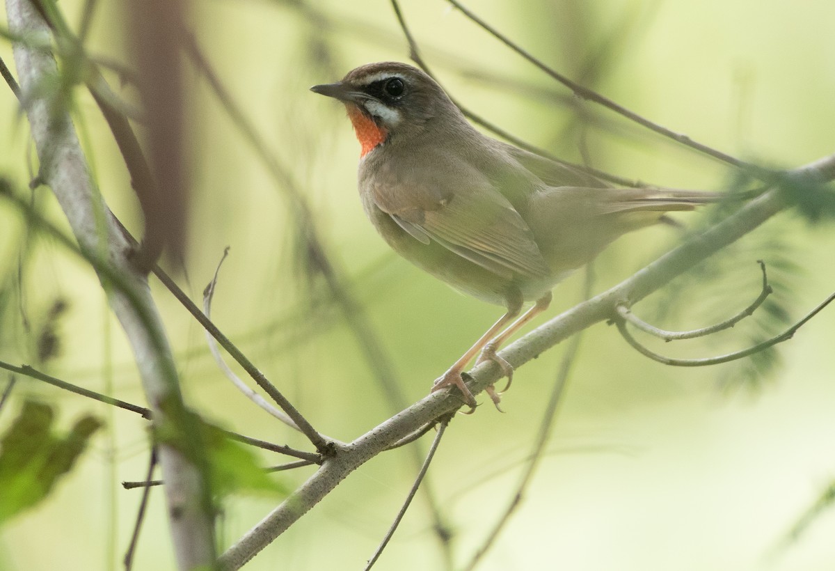 Siberian Rubythroat - ML138283711