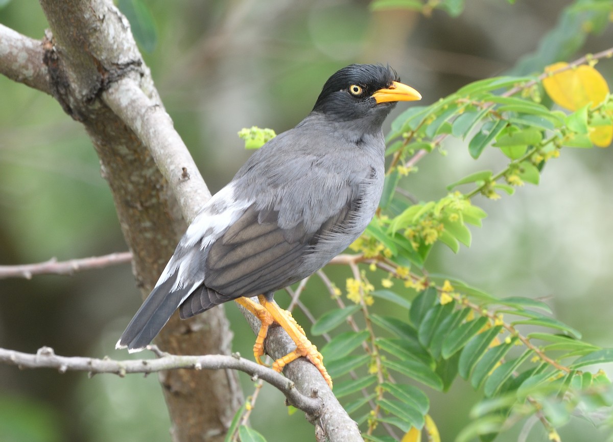 Javan Myna - ML138285521