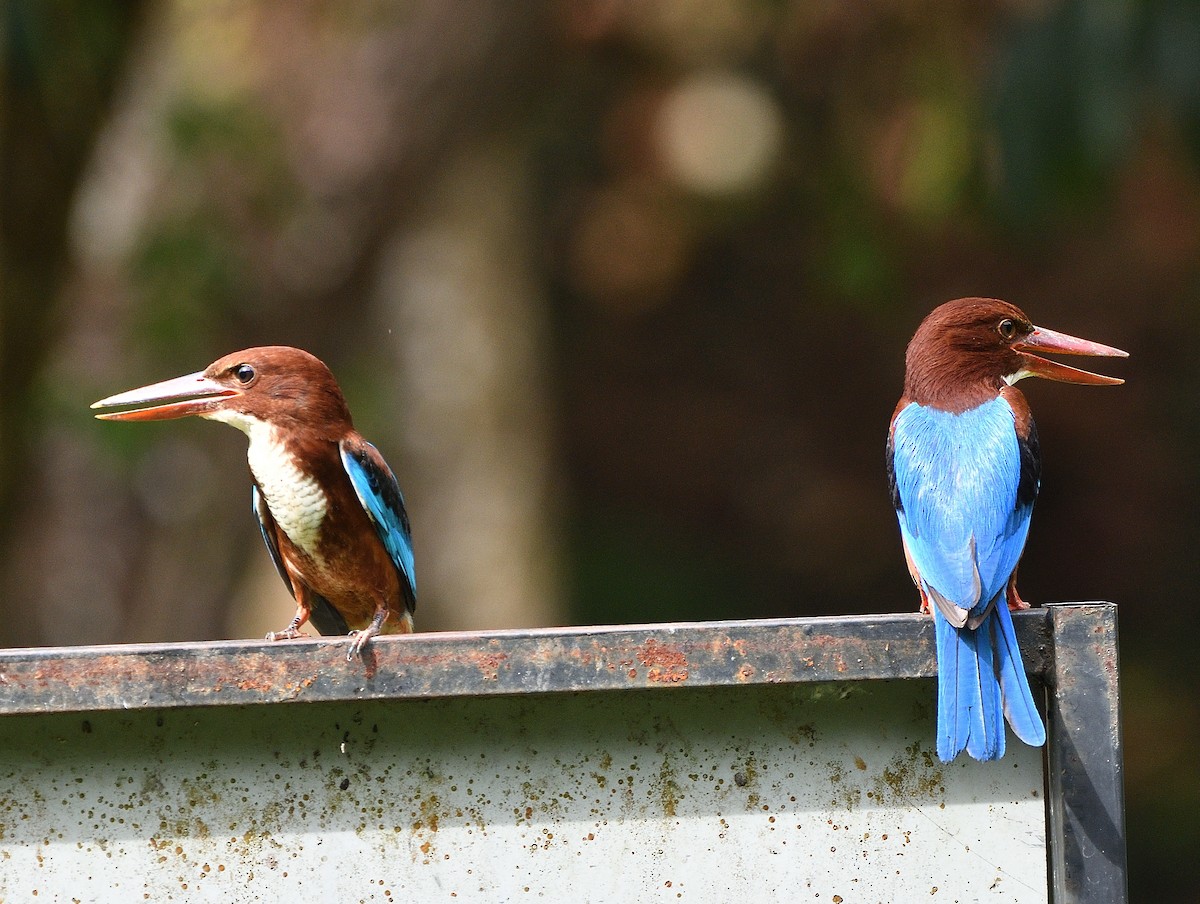 White-throated Kingfisher - ML138286001