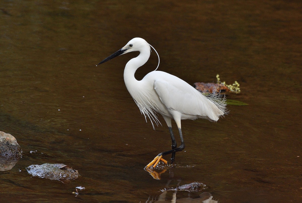 Little Egret - ML138286291