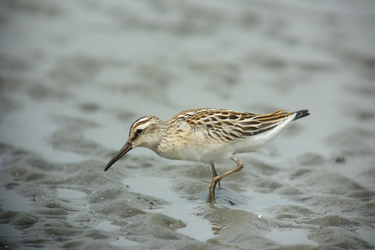 Broad-billed Sandpiper - Tomohiro Iuchi