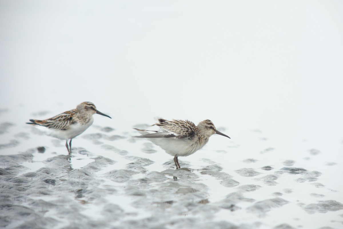 Broad-billed Sandpiper - Tomohiro Iuchi