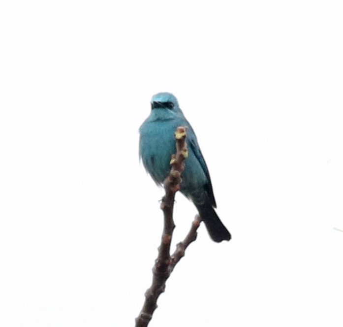 Verditer Flycatcher - ML138287961