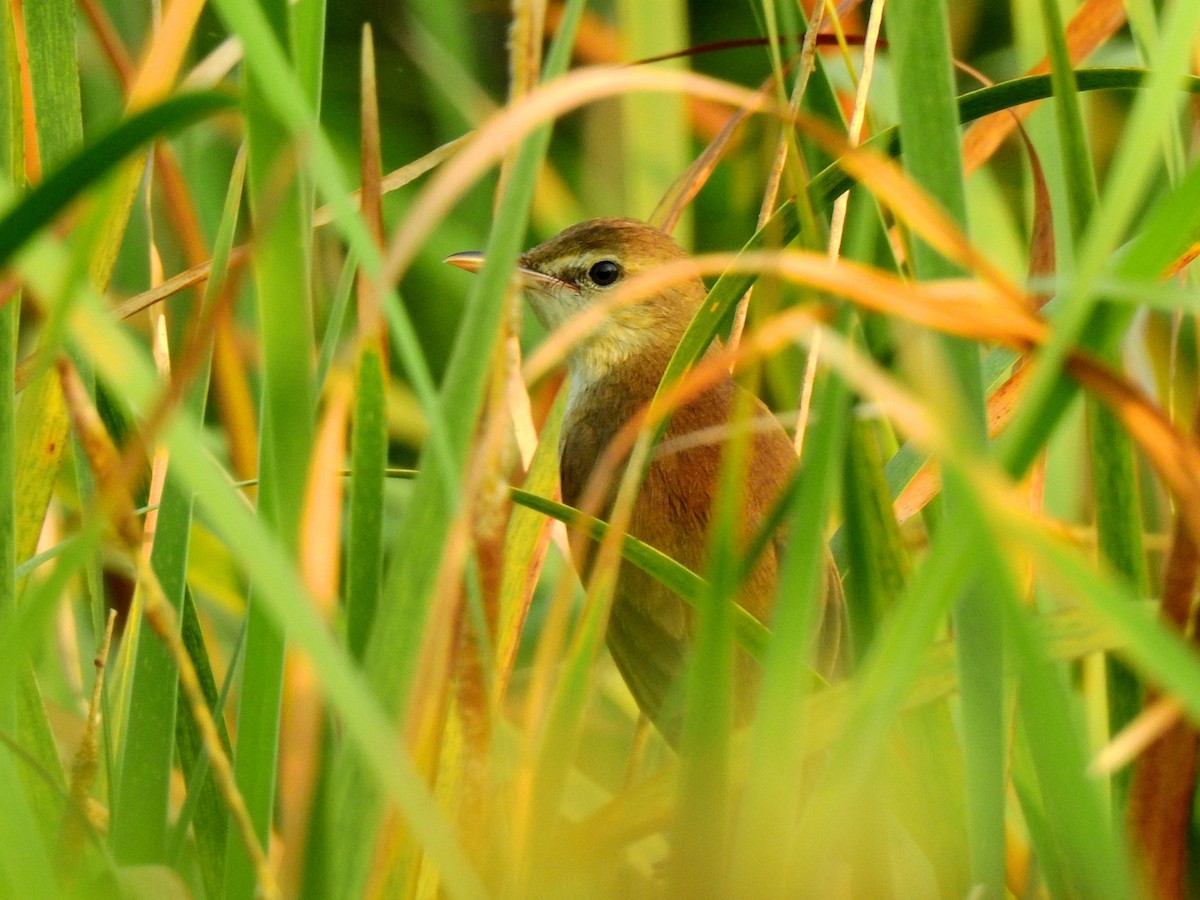 Oriental Reed Warbler - ML138288751