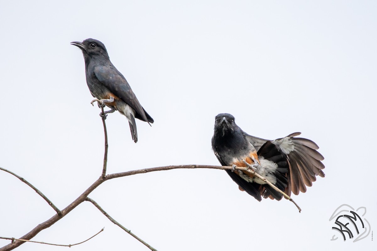 Swallow-winged Puffbird - Kim McManus