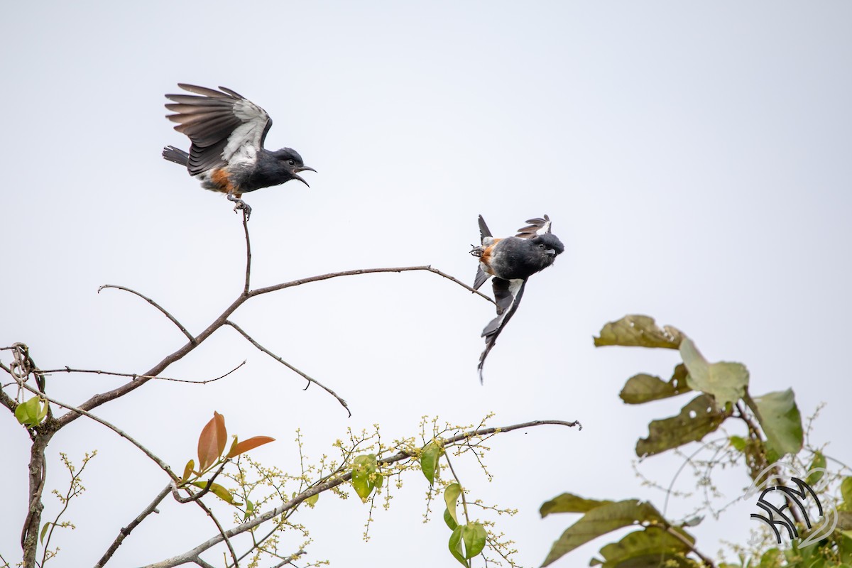 Swallow-winged Puffbird - Kim McManus