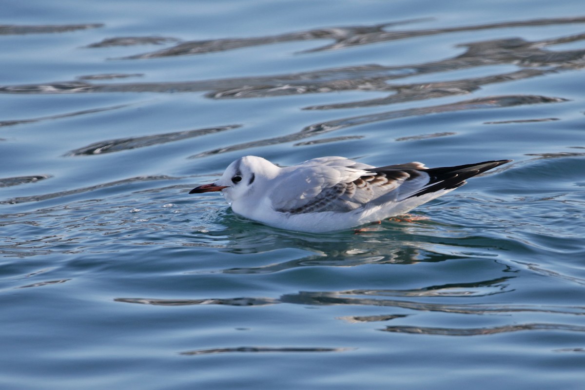 hettemåke - ML138291531