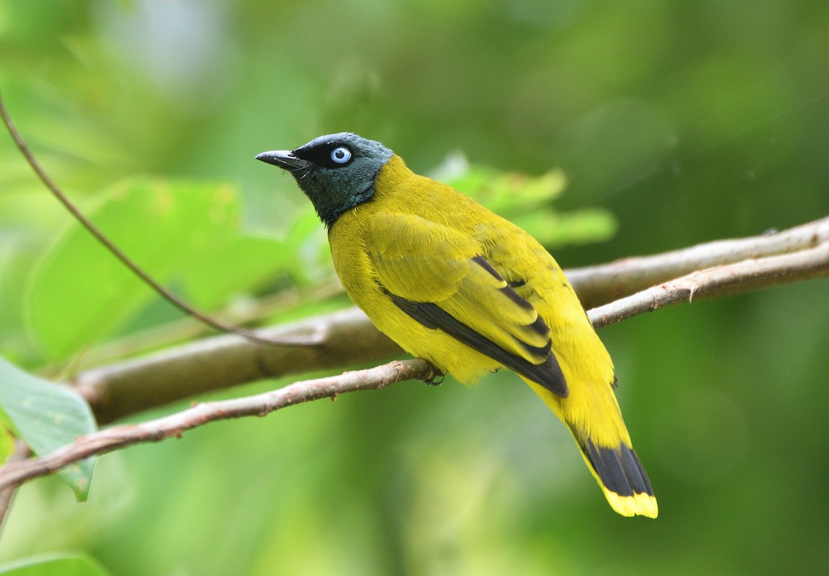 Black-headed Bulbul - Leefung Chai