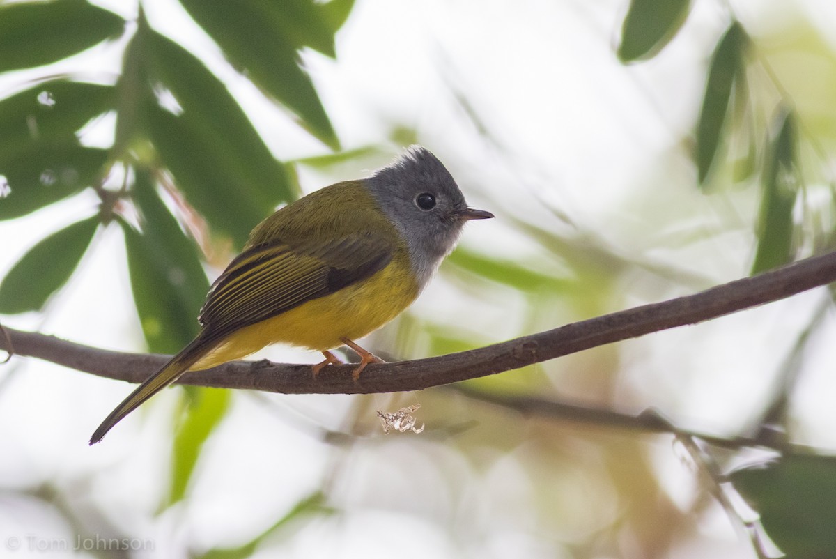 Gray-headed Canary-Flycatcher - ML138292951