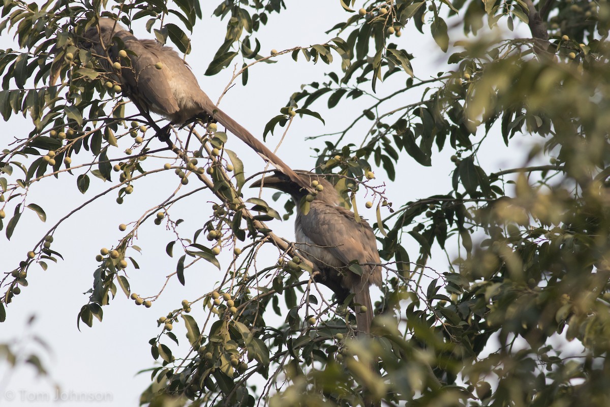 Indian Gray Hornbill - ML138293251