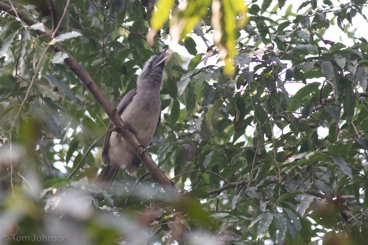 Indian Gray Hornbill - ML138293271