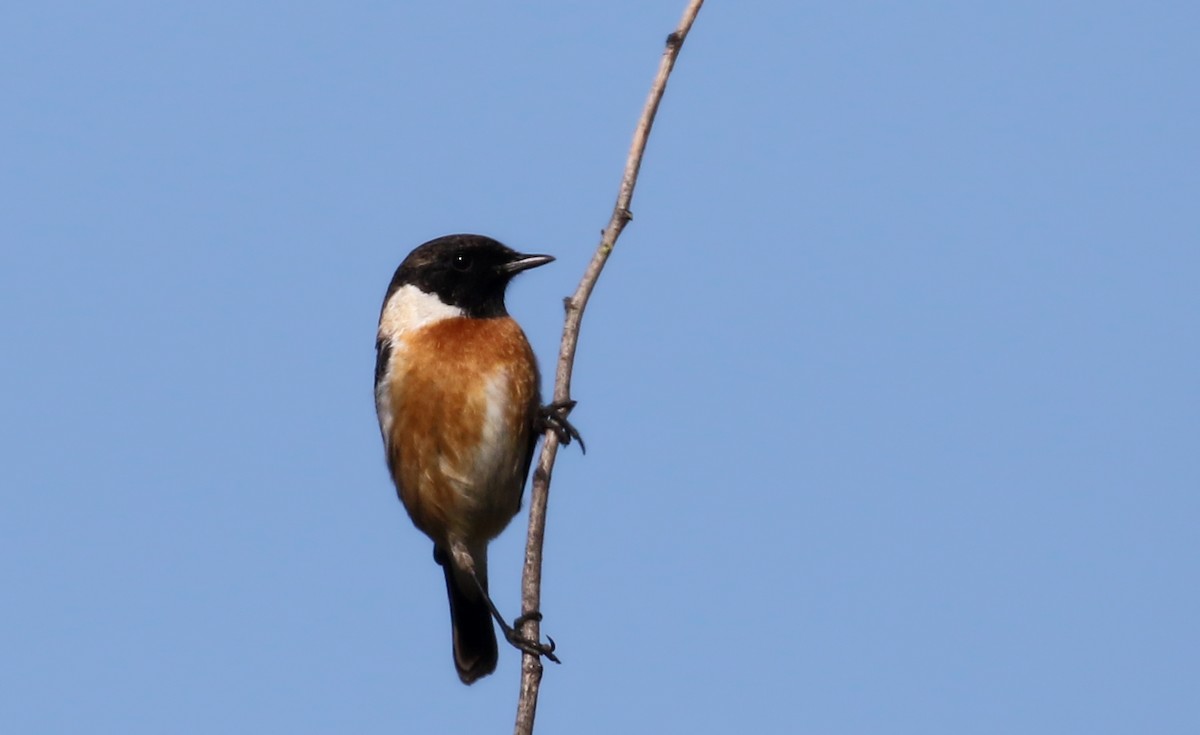 European Stonechat - Jay McGowan