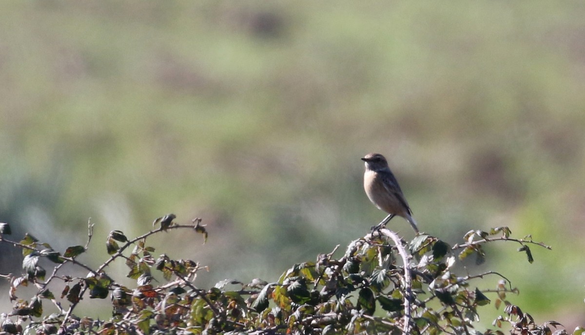 European Stonechat - Jay McGowan