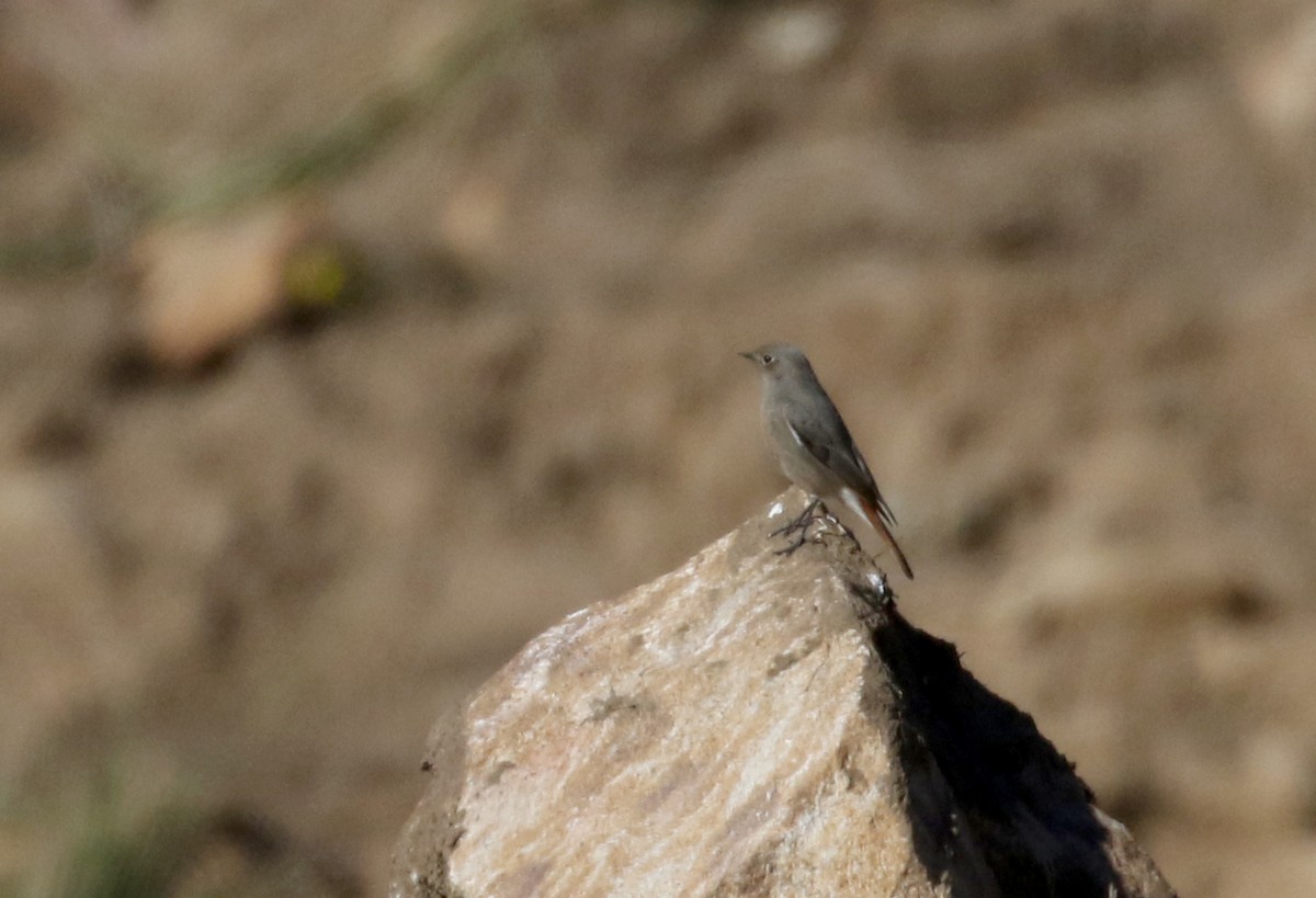 rehek domácí (ssp. gibraltariensis/aterrimus) - ML138293531