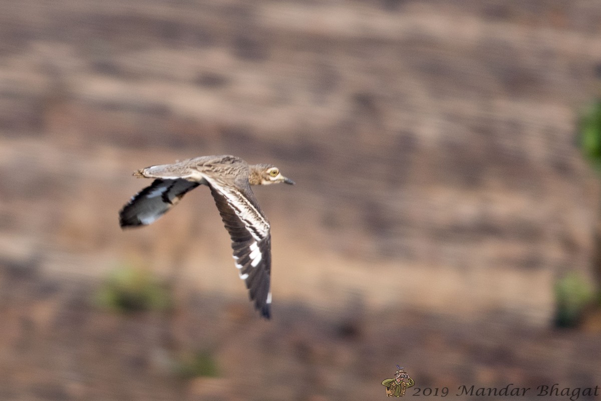 Indian Thick-knee - ML138297421