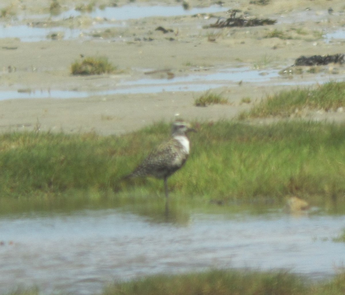 Сивка американська - ML138298881