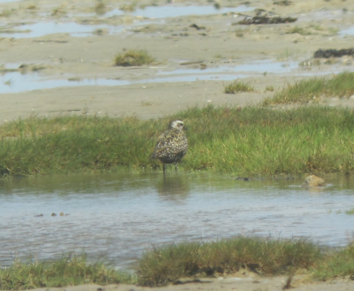 Сивка американська - ML138298891