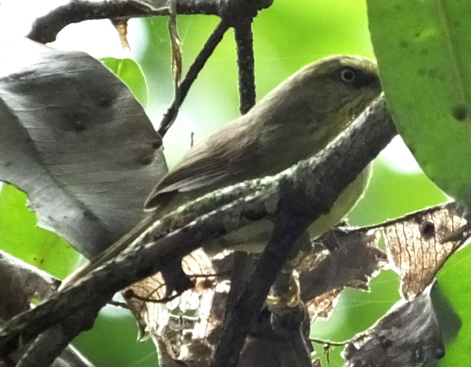 Pin-striped Tit-Babbler - ML138299721