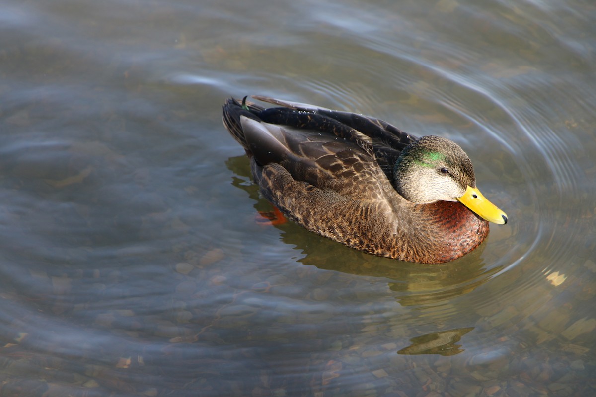 Mallard x American Black Duck (hybrid) - ML138301561