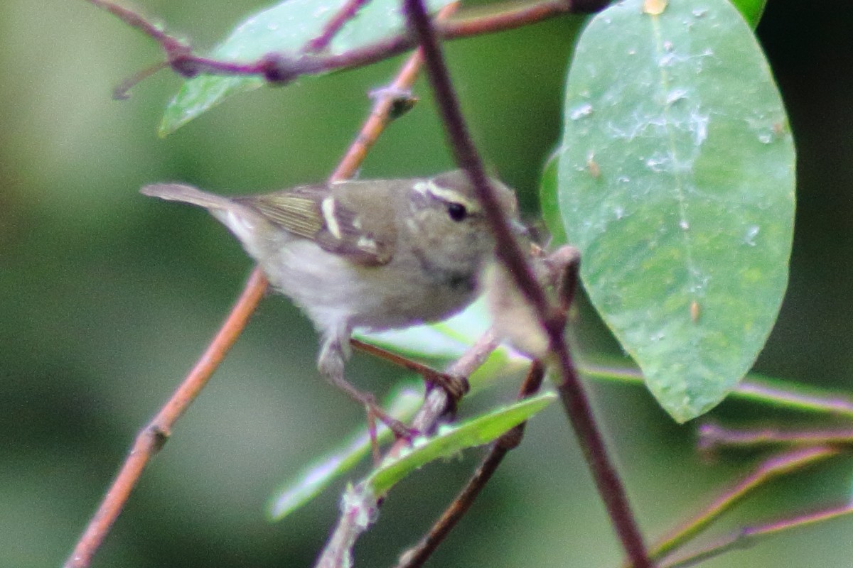Yellow-browed Warbler - ML138301711