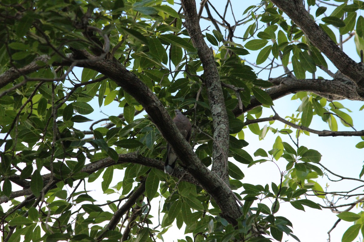 Мадагаскарский голубь - ML138301861