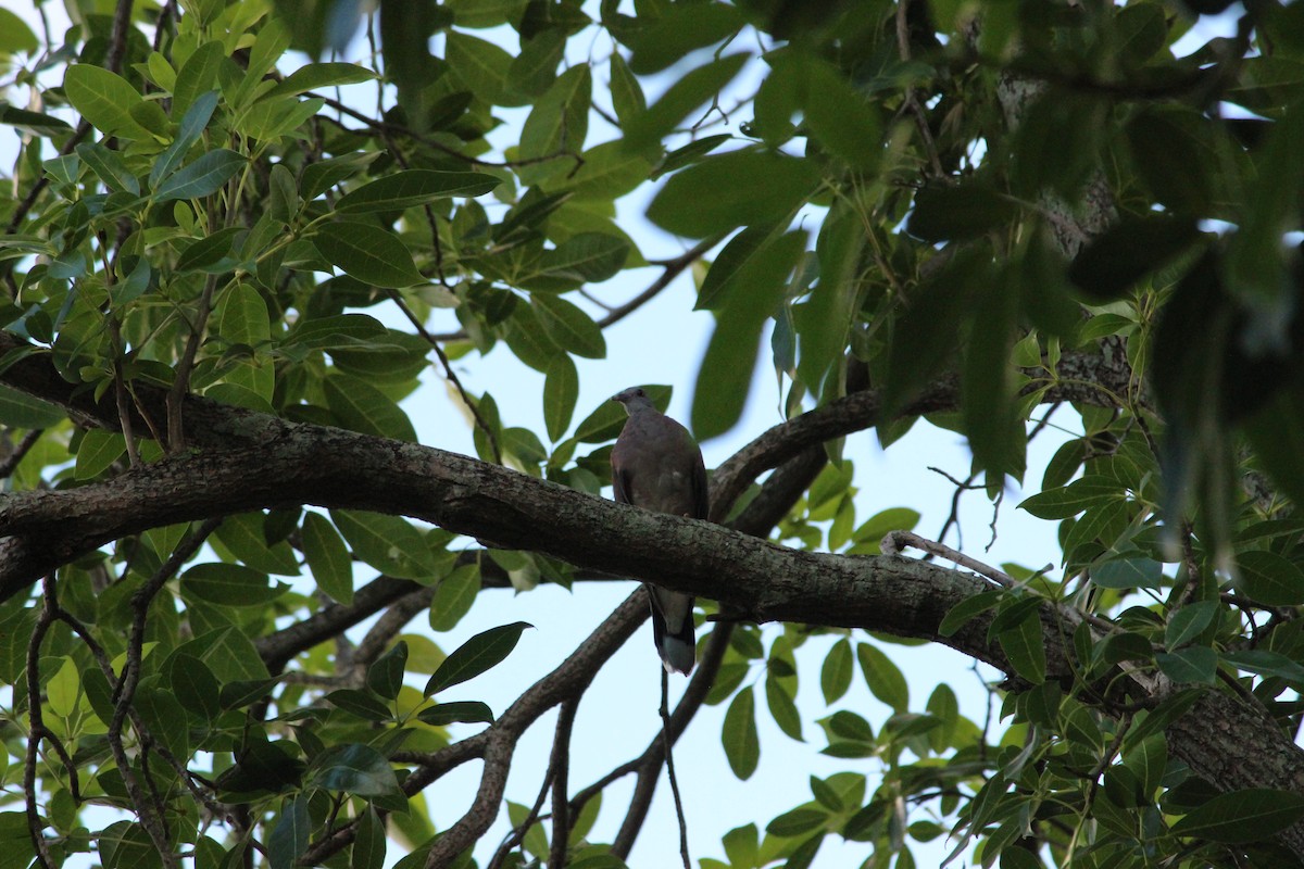 Pigeon de Madagascar - ML138301871