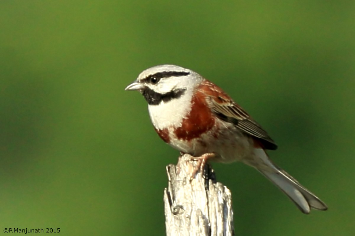 White-capped Bunting - Prabhakar Manjunath