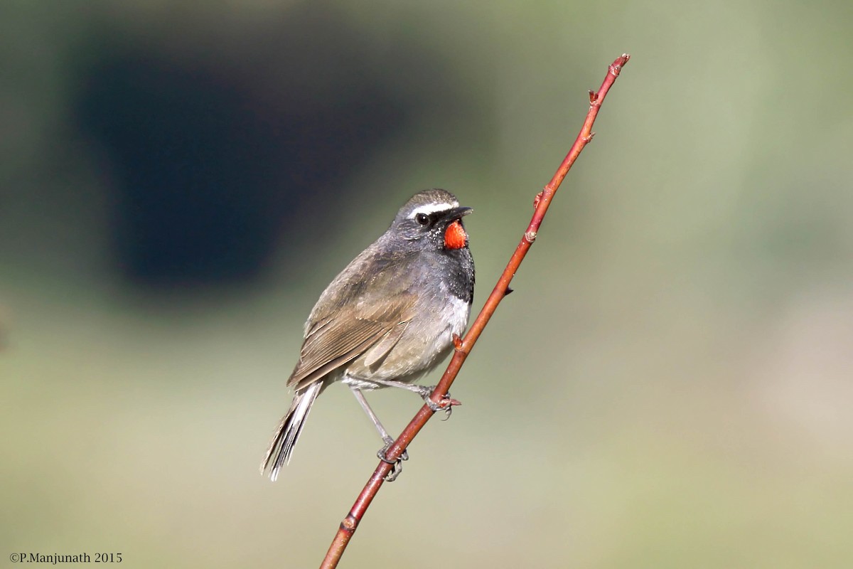 Himalayan Rubythroat - ML138304341