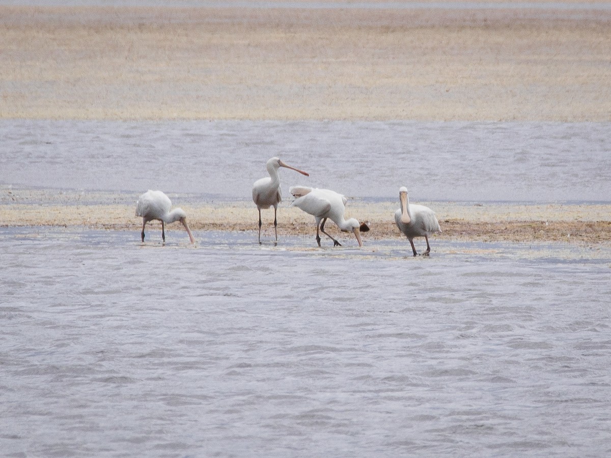 Yellow-billed Spoonbill - ML138305121