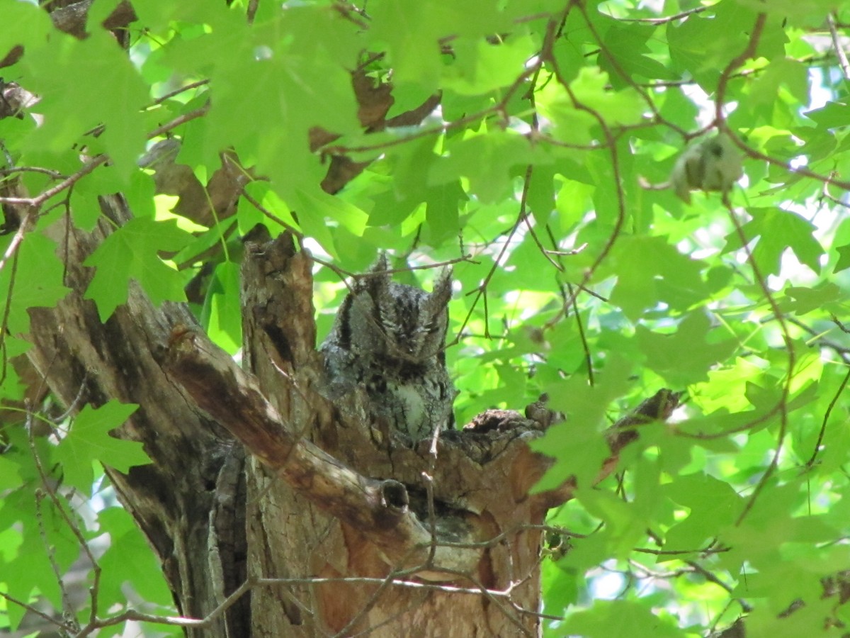 Eastern Screech-Owl - ML138305861