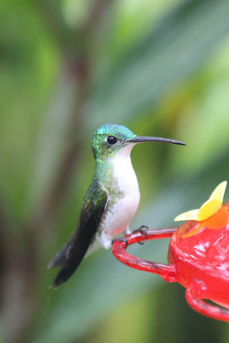 kolibřík andský - ML138307531