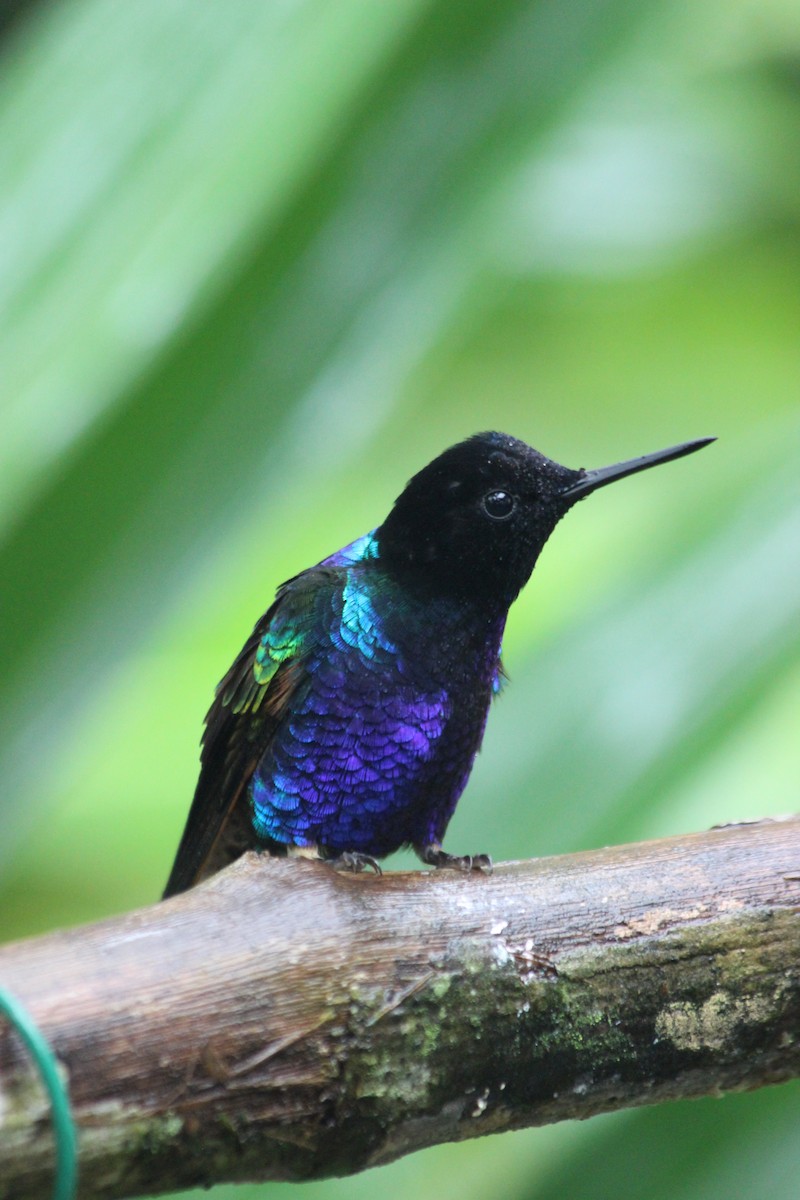 kolibřík hyacintový - ML138307581
