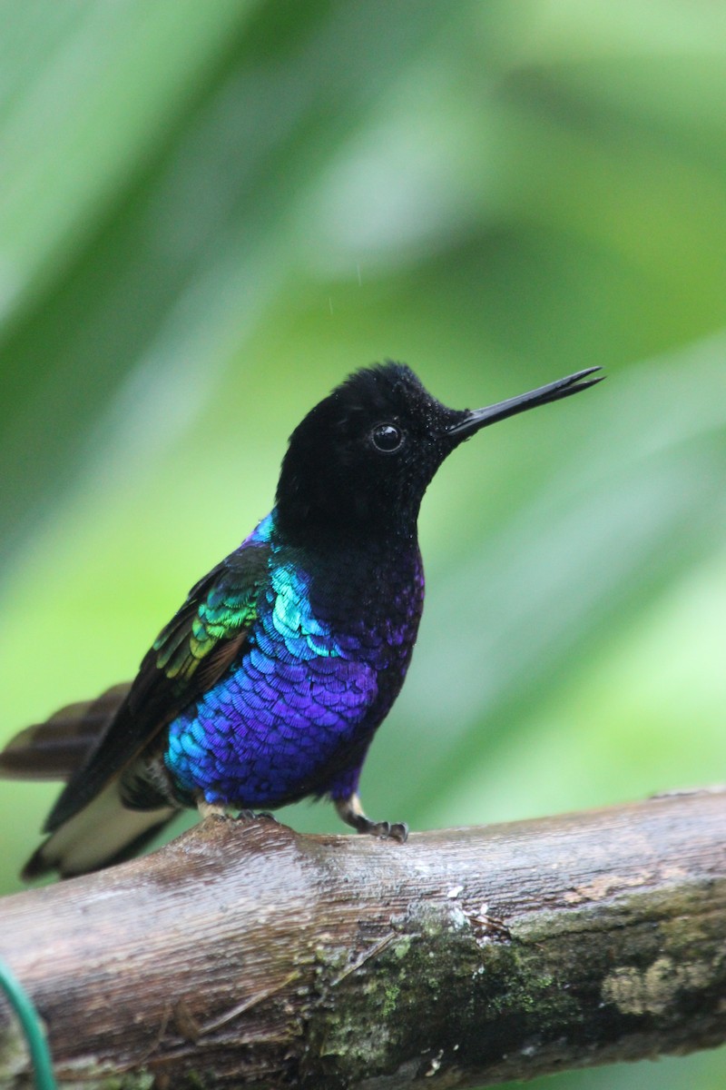 kolibřík hyacintový - ML138307591