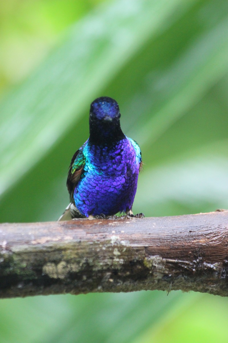 kolibřík hyacintový - ML138307601