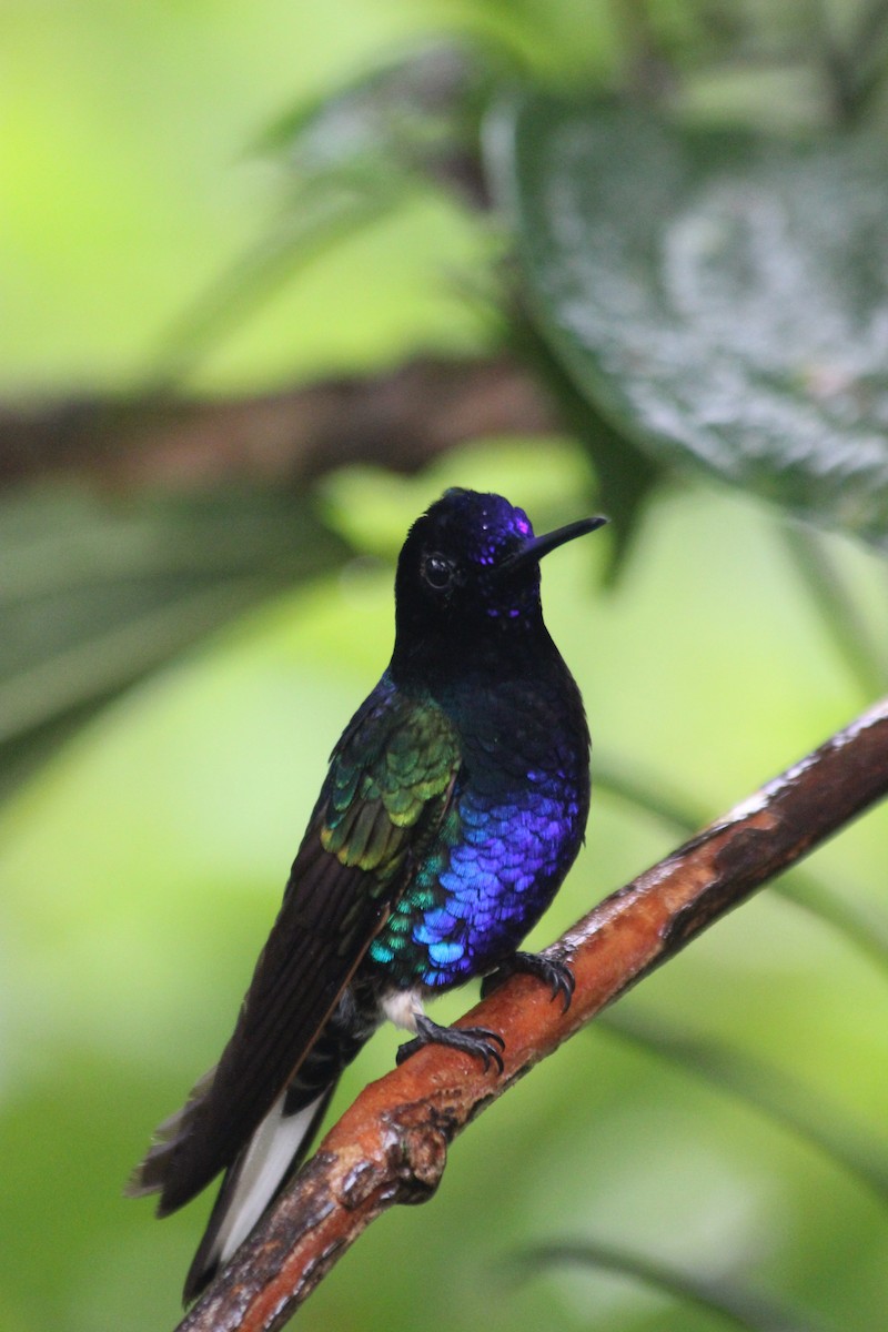 Velvet-purple Coronet - ML138307611