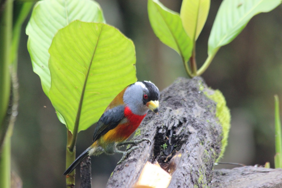 Toucan Barbet - ML138307791