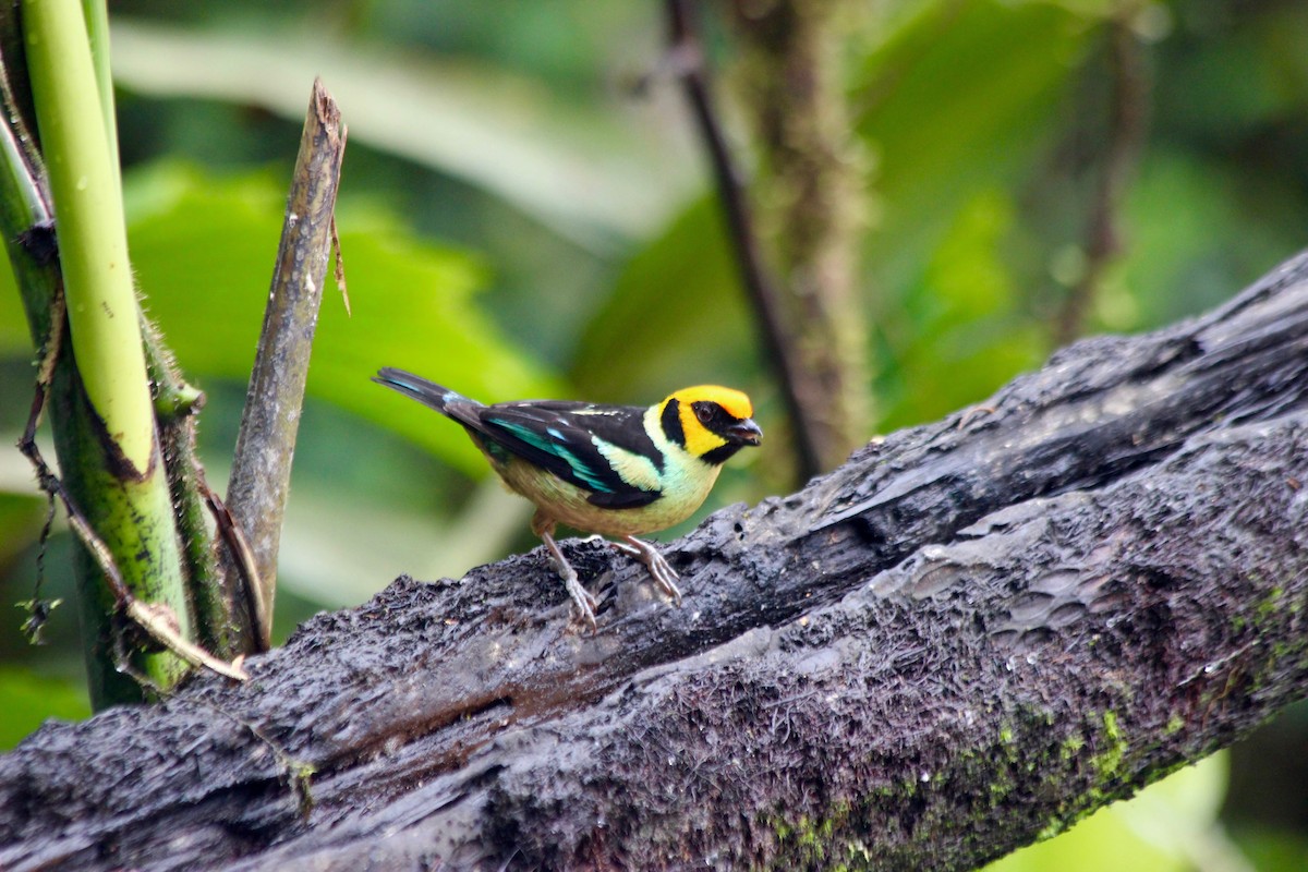 Flame-faced Tanager - ML138308061