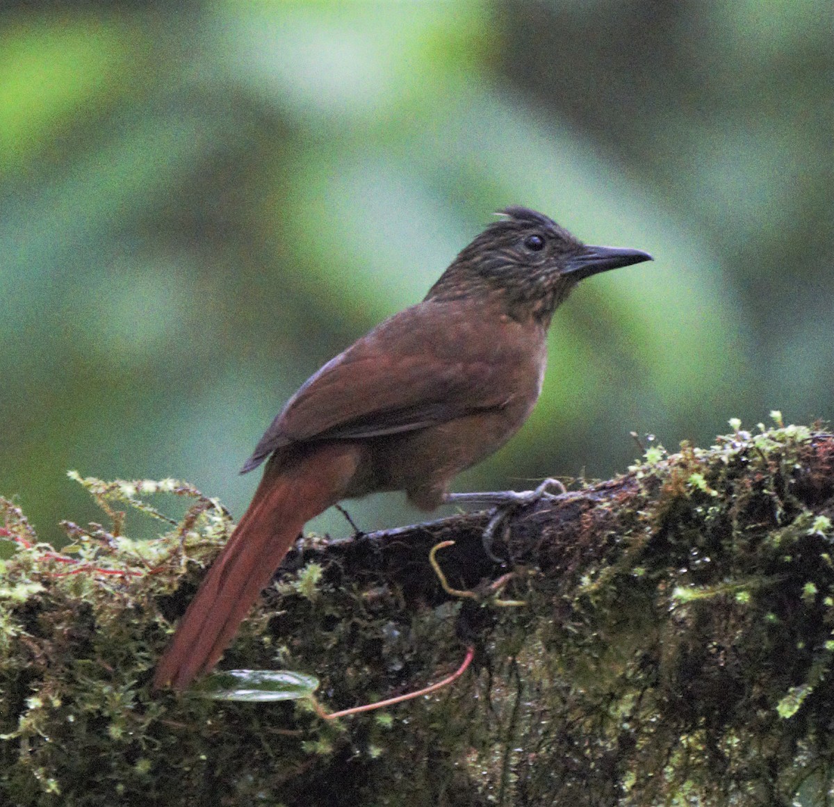 Птах-гончар еквадорський - ML138309581