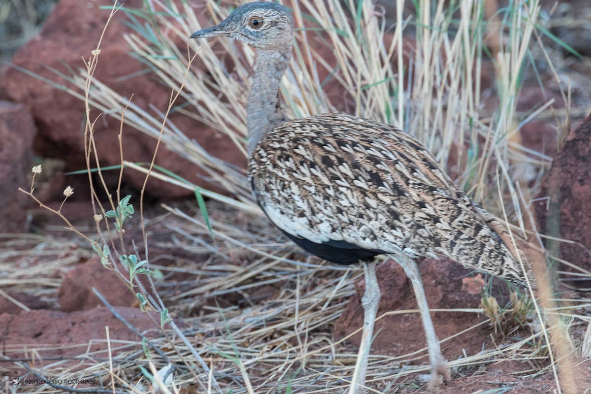 Red-crested Bustard - ML138309981