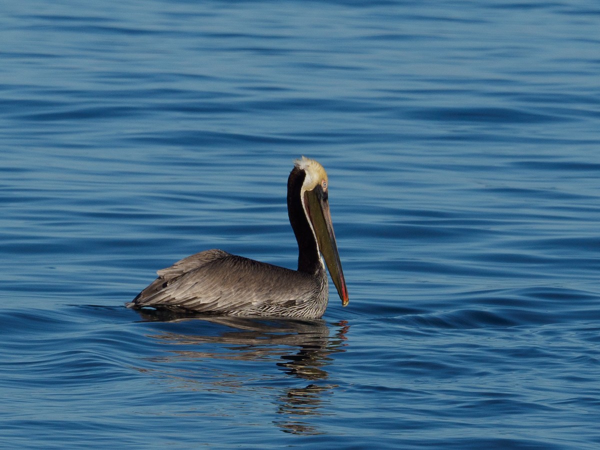 pelikán hnědý - ML138310521
