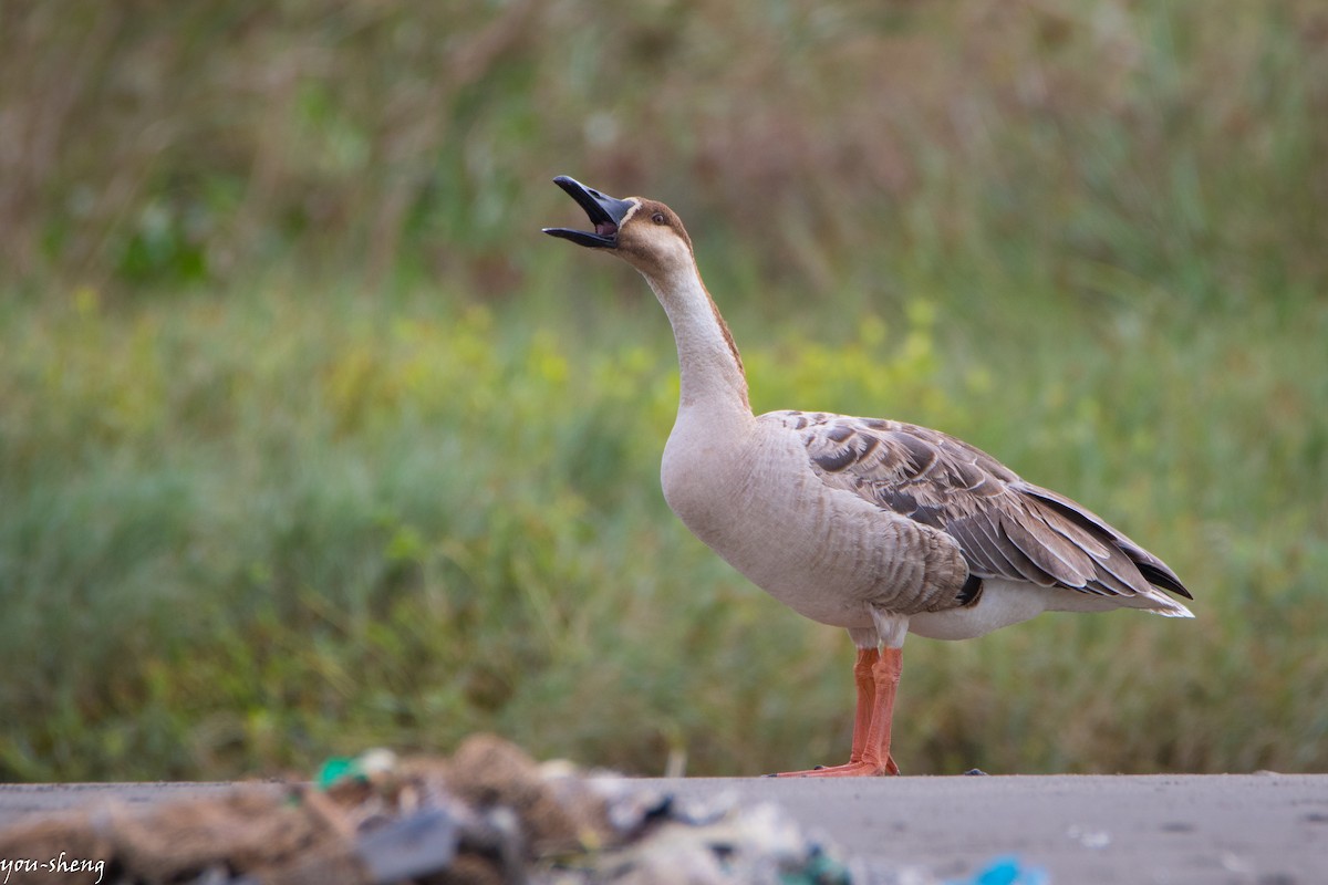 Swan Goose - You-Sheng Lin