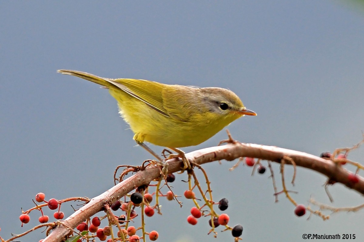 Gray-hooded Warbler - ML138311271