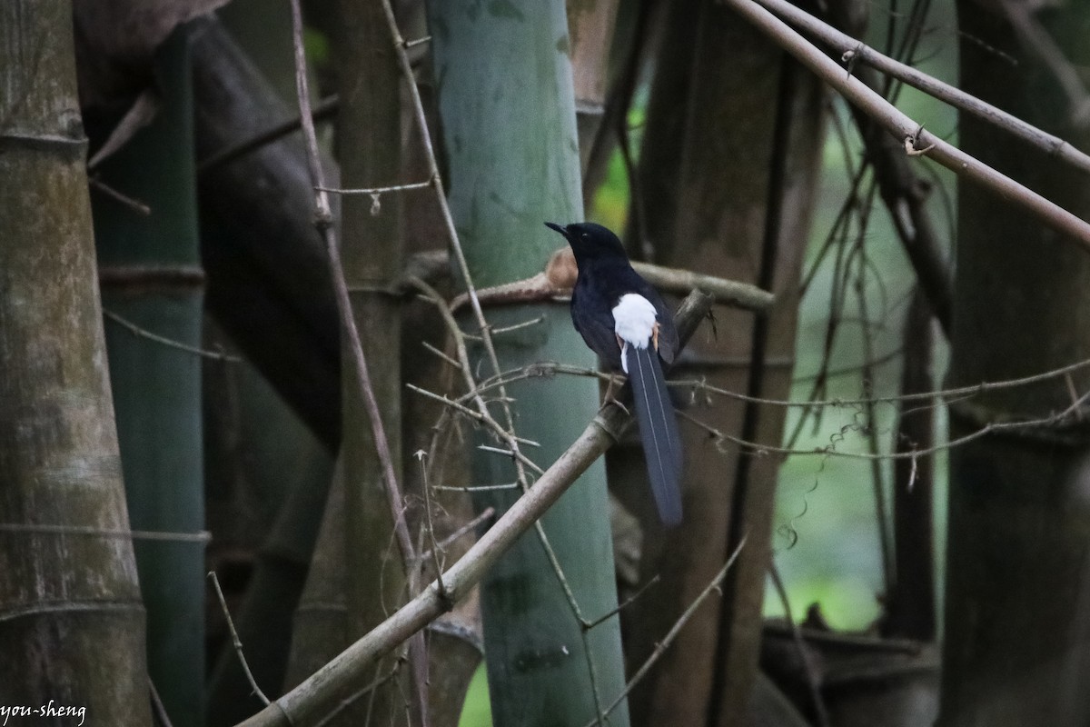 White-rumped Shama - You-Sheng Lin