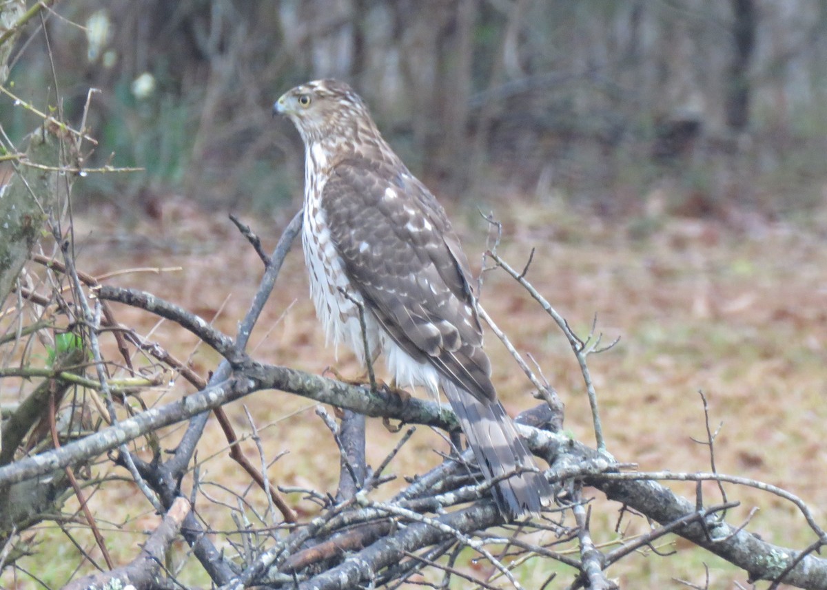 Cooper's Hawk - ML138311881