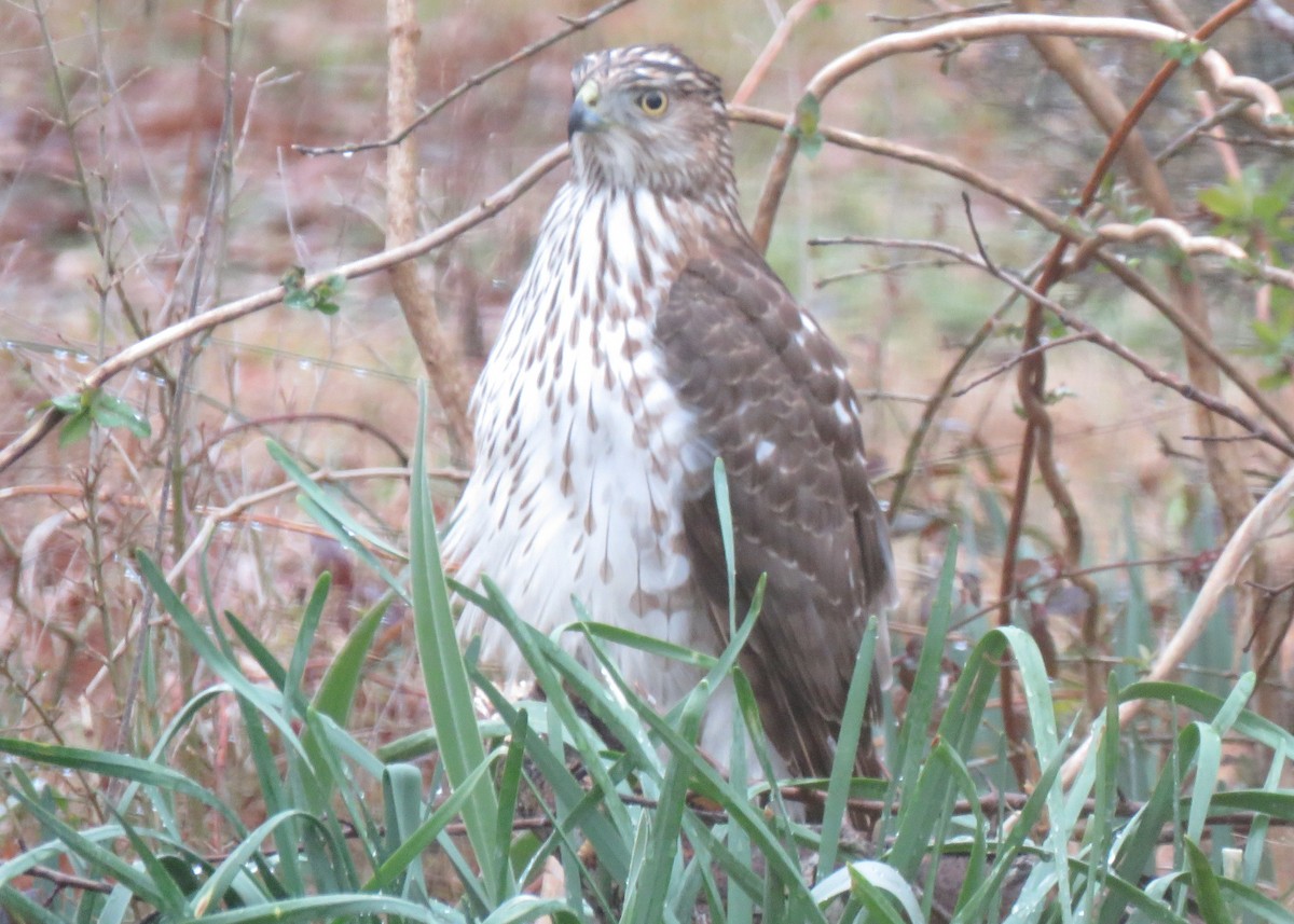 Cooper's Hawk - ML138312051