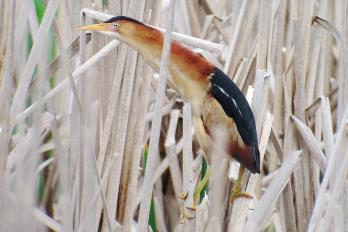 Least Bittern - ML138312541