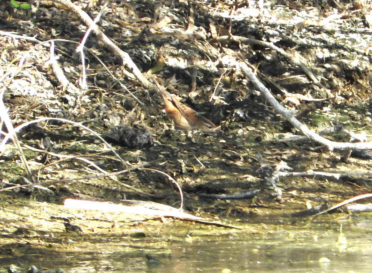 Marsh Wren - ML138313301