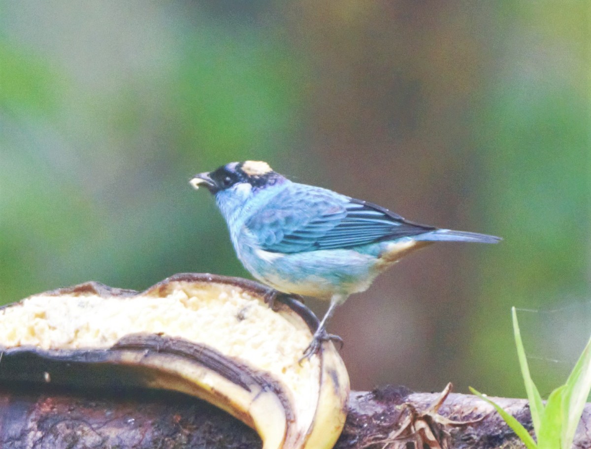 Golden-naped Tanager - Sue Riffe