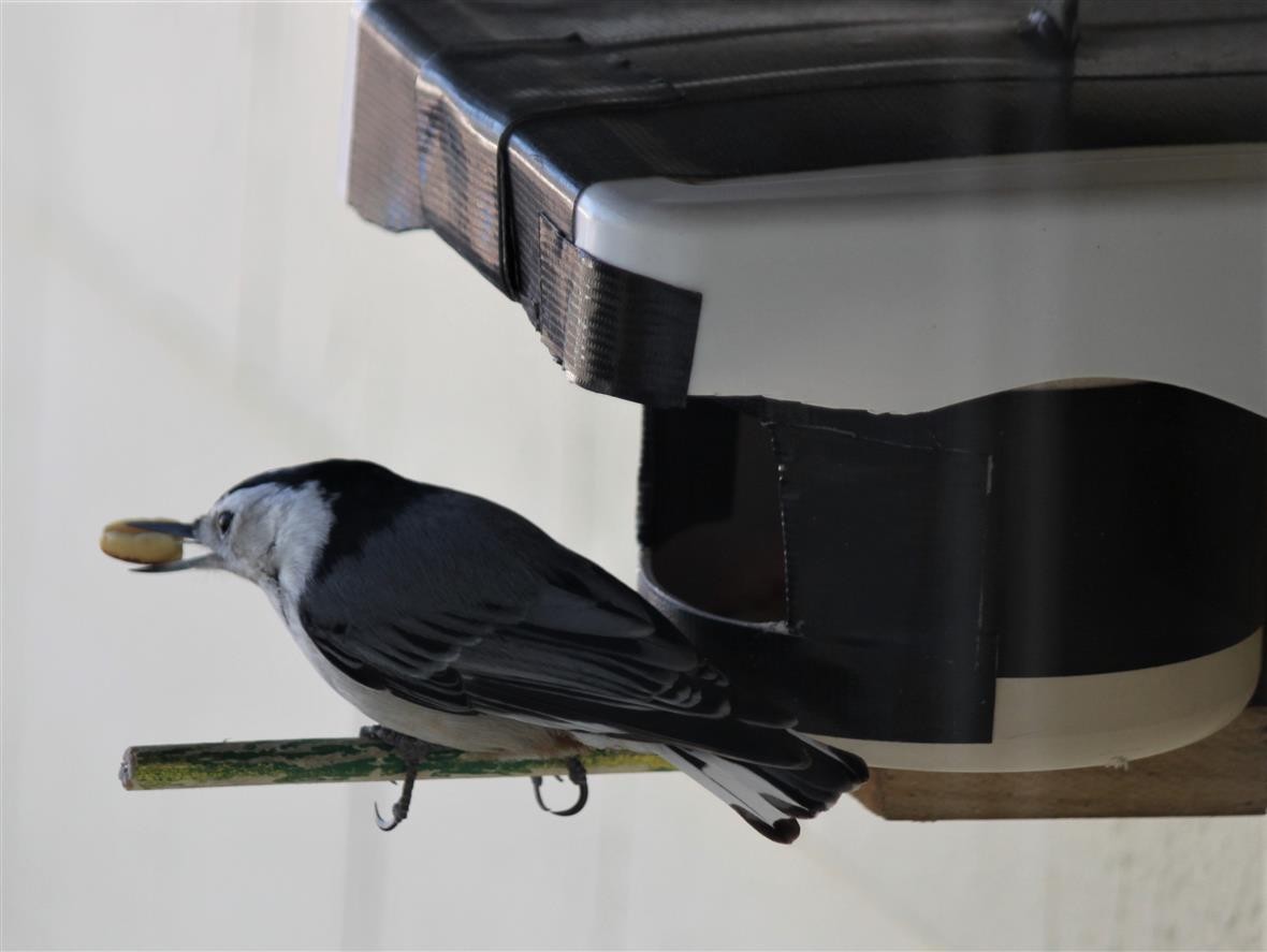 White-breasted Nuthatch - ML138314321