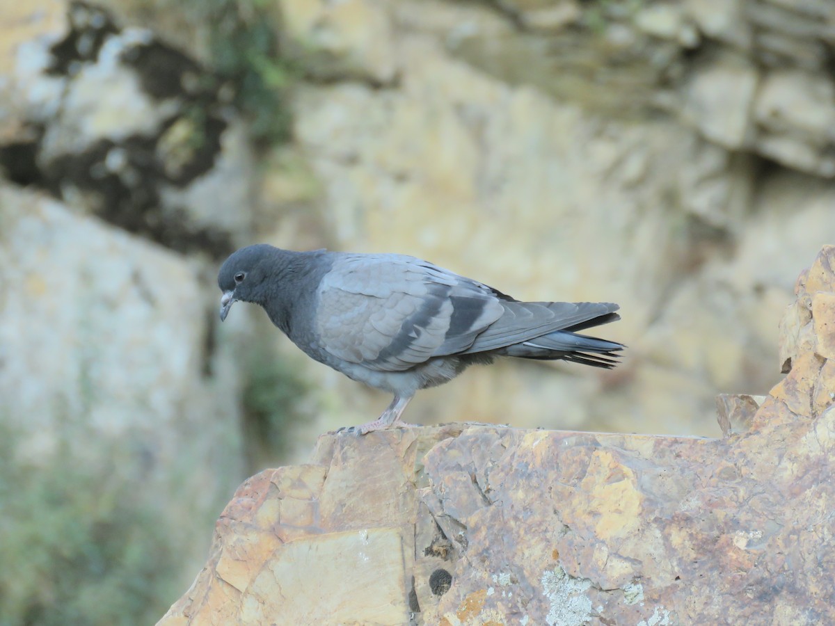 holub skalní (divoký) - ML138314331